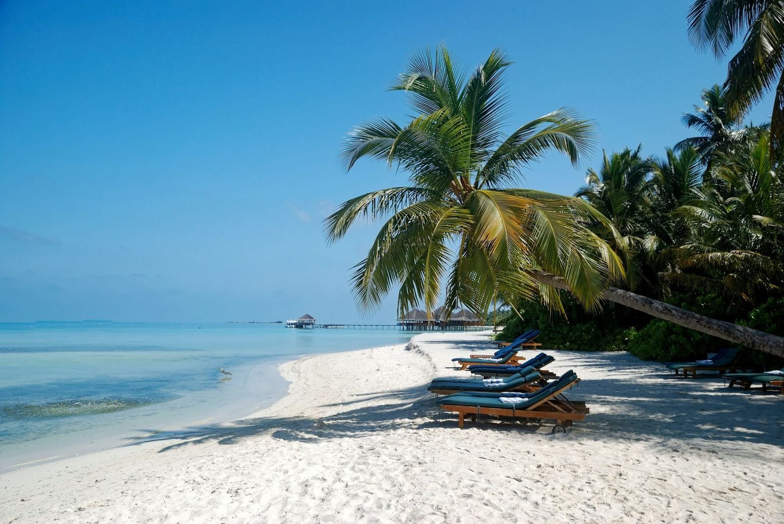 Empty wooden lounge chairs on a tropical beach under palm trees